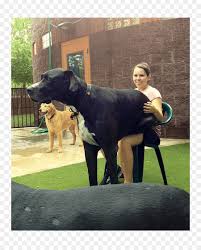 Nips ,licks ,jumps ,rolls on the ground when leash is. Neufundland Hund Miniatur Pinscher Welpen Irish Wolfhound Alaskan Malamute Welpen Png Herunterladen 800 1110 Kostenlos Transparent Hund Png Herunterladen