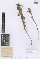 Image result for Dichilus