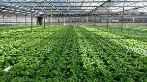Commercial Growing Systems Stuppy Greenhouse