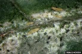 Image result for Onion Thrips