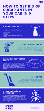 Here are easy and effective methods like using boric acid and mint jelly. How To Get Rid Of Sugar Ants In Your Car 5 Steps Pest Pit