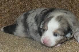 Toy australian shepherd, mini aussie, tea cup australian shepherd. Australian Shepherd Toy Puppies For Sale In Shelby North Carolina Classified Americanlisted Com