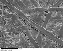 Maybe you would like to learn more about one of these? Currency Paper Viewed Under Electron Microscope At 80 Micrometers Plant Leaves Electron Microscope Micrometer