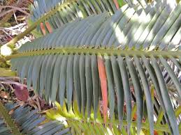 Image result for Encephalartos umbeluziensis