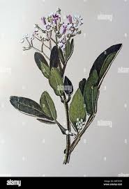 Image result for Schrebera