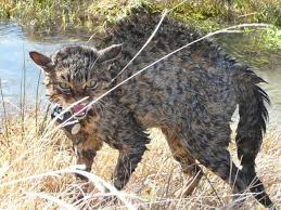 The term big cats is often used to describe the four largest wild cats: Mystery Of Monstrous Cats Reignited In South Island Rnz