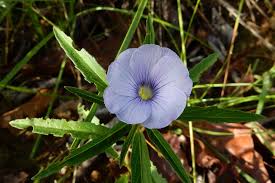 Image result for Afroqueta