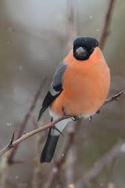 Identification Birds Of Texas Hill Country Visit Our New Look Galleries To View And Search Images Of Thousands Of Bird Species And Join Our Worldwide Community Of Bird Ph Birds Beautiful Birds Bird Species