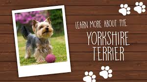 They are yorkie and toy poodle. Yorkshire Terrier Puppies For Sale Animal Kingdom Phoenix Tucson Az