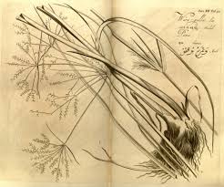 Image result for Cyperus exaltatus