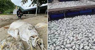 Indonesian Man Mourns The Loss Of His Rm600 Worth Arowana After His Dad Ate It For Lunch World Of Buzz