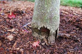It could be too much sun (or not enough), a dry climate or just poor soil. Can I Save A Dying Tree 146230 Ask Extension