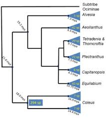 Image result for Equilabium pauciflorum