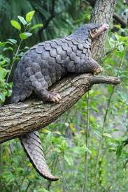 Top 10 Most Interesting Facts About Africa S Wildlife Top Inspired Million Feed Animals Rare Animals Unusual Animals