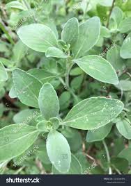 Image result for Micromeria