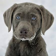 Maybe you would like to learn more about one of these? 690 Frenchies Ideas Bulldog Cute Animals Puppies
