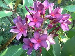 Pin On My Favourite Flower 3 Plumeria Frangipani