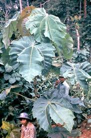 Image result for Macaranga capensis