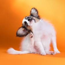 We did not find results for: Common Skin Problems In Dogs And How Your Veterinarian Can Help Gulf Coast Veterinary Specialists
