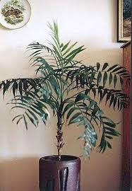 Image result for Chamaedorea elegans