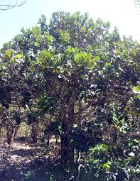 Image result for Diospyros kirkii