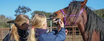 Die erkrankung kann durch infektion an offenen wunden oder durch die direkte. Honig Ums Pferde Maul Pro Und Contra Aka Andrea Kutsch Akademie
