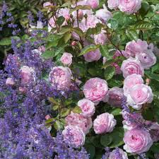 David austin is a family business with a lifetime of breeding excellence. The Best David Austin Rose Shrubs Article On Thursd