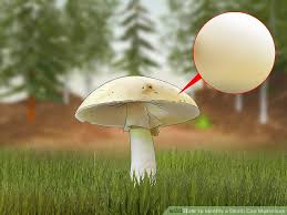 4 Ways To Identify A Death Cap Mushroom Wikihow