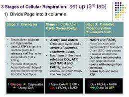 Cellular Respiration 4 Tab Foldable Cellular Respiration Foldables Cellular