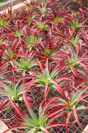 Image result for Buchnera capitata