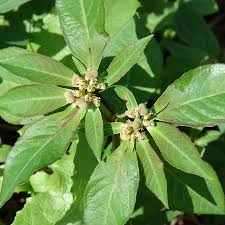 Image result for Euphorbia heterophylla