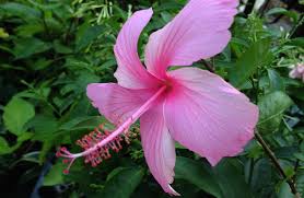 There are two types of hibiscus trees; Lafrance Pink Dainty Tropical Heirloom Hibiscus Tree Plant Collectors Favorite Starter Size 1 4 Inch Pot Emerald Tm Emerald Goddess Gardens
