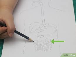 How To Draw A Model Of The Digestive System 15 Steps The last time i drew it was a dog and someone said it was a cow sooo. to draw a model of the digestive system