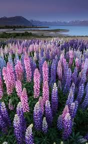 Pin Van Leslie Smith Op Floral Beauty Bloemen Tuin Natuur