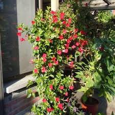 Mandevilla Mandevilla Sundaville Red