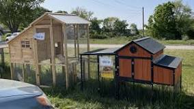 The Best Chicken Coops You Can Buy Online