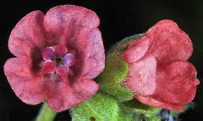 Image result for Cynoglossum hispidum