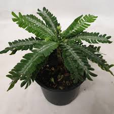 Image result for Biophytum