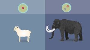 Sep 13, 2021 · woolly mammoths could walk the earth again by 2027 if crispr startup succeeds. Researchers Revive 28 000 Year Old Woolly Mammoth Dna Youtube
