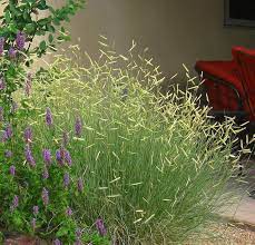 Blue Grama Grasses For Landscaping Ornamental Grasses Landscaping Inspiration Plants