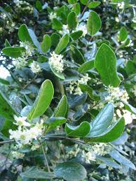 Image result for Monimiaceae