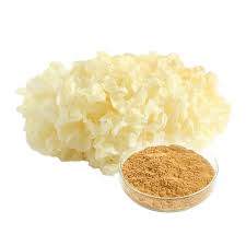 Tremella Fuciformis Extract Manufacturer & Suppliers – Sheer Healthy Mushrooms  Extract