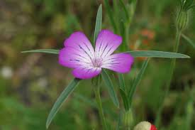 Image result for Agrostemma