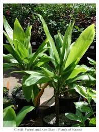Leaf coloration is more pronounced in sunnier locations. Hawaiian Ti Plant Cordyline Fruticosa Description And Care