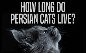 How Long Do Indoor Persian Cats Live Catwiki