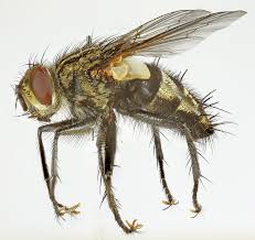 Image result for Dichaetanthera erici-rosenii