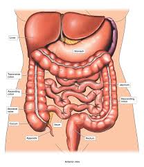 Most muscles have several anatomic actions. Male Lower Abdabominal Anatomy Santa Barbara Deep Tissue Riktr Pro Massage Nicola Lmt