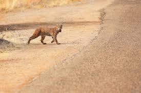 The winner, unsurprisingly, is the product. Bobcat Control Using Traps Lures And Repellents