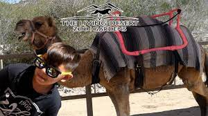 The rooms at the auberge face the desert and you can easily arrange all kinds of fun sahara activities, like the overnight camping experience we did or driving 4x4s. Camel Ride At The Living Desert Zoo And Gardens Palm Desert Ca California Youtube