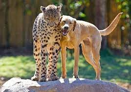 Pin On Doggies Everywhere